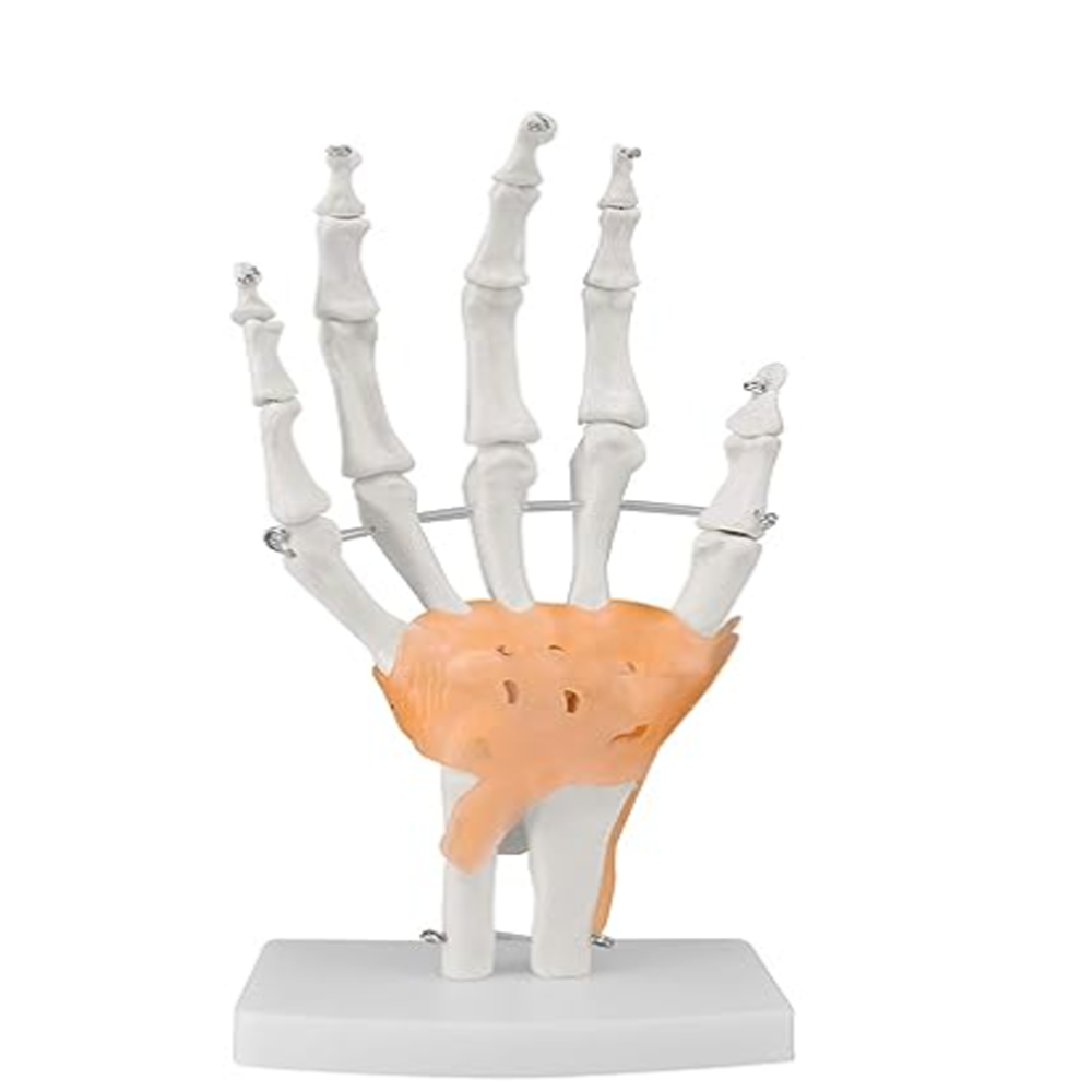 Flexible 1:1 Life Size hand joint model with muscles wrist joint anatomy model silicone realistic practice hand joint