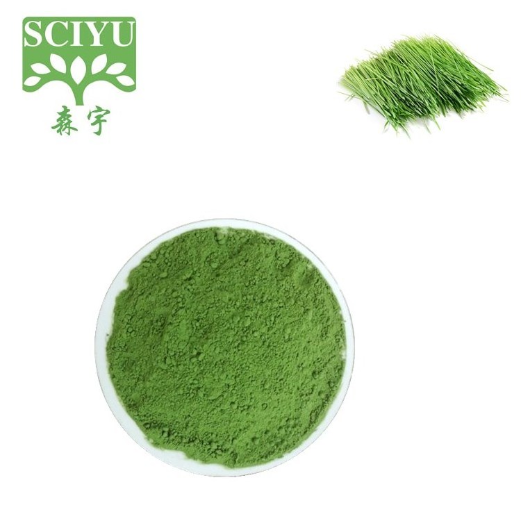 Wholesale Bulk Health Drink Wheat Grass Extract juice Powder