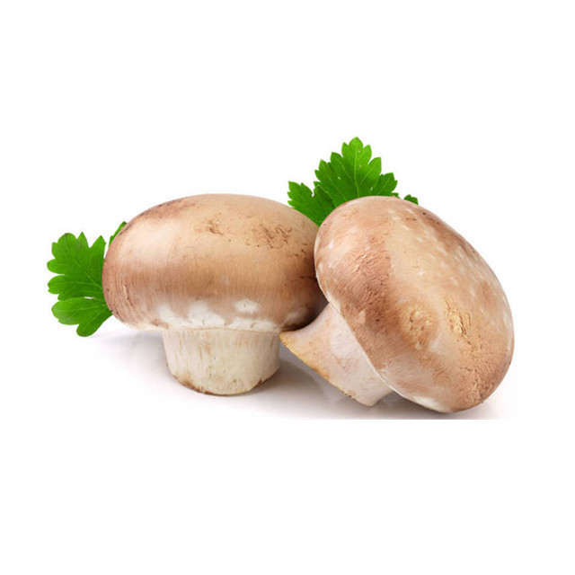 High purity Shiitake mushroom extract 30% lentinan