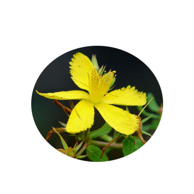 High quality hypericum perforatum extract hypericin /St John's Wort Extract