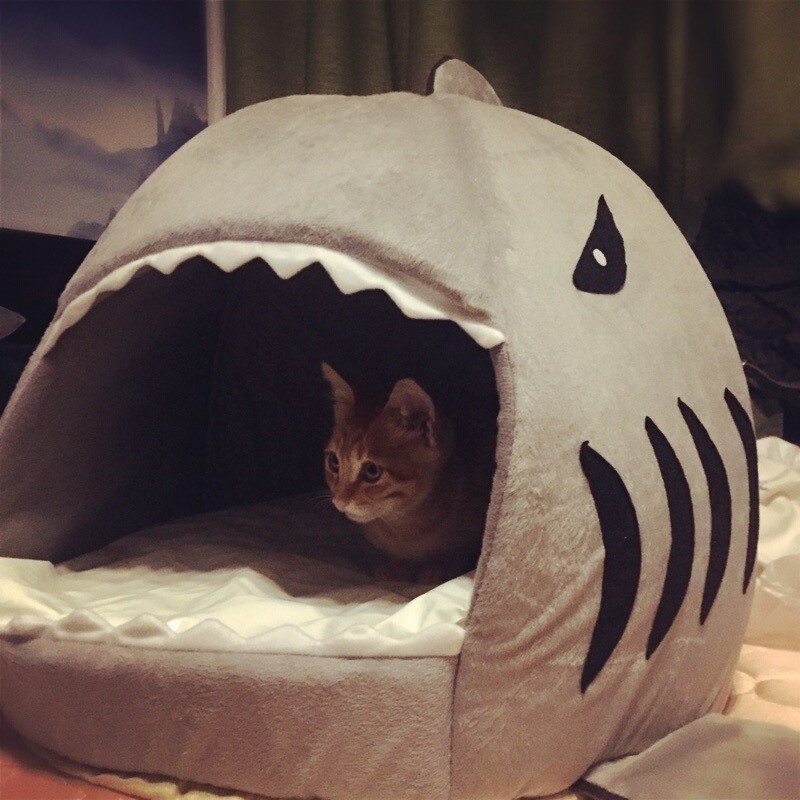 Pet Bed House for Small Pets with Removable Plush Bed Mats Shark Style 	modern house-shaped pet bed