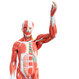 175CM Medical Science teaching model training Modelo muscular humano life size  with factory cheap price for sale