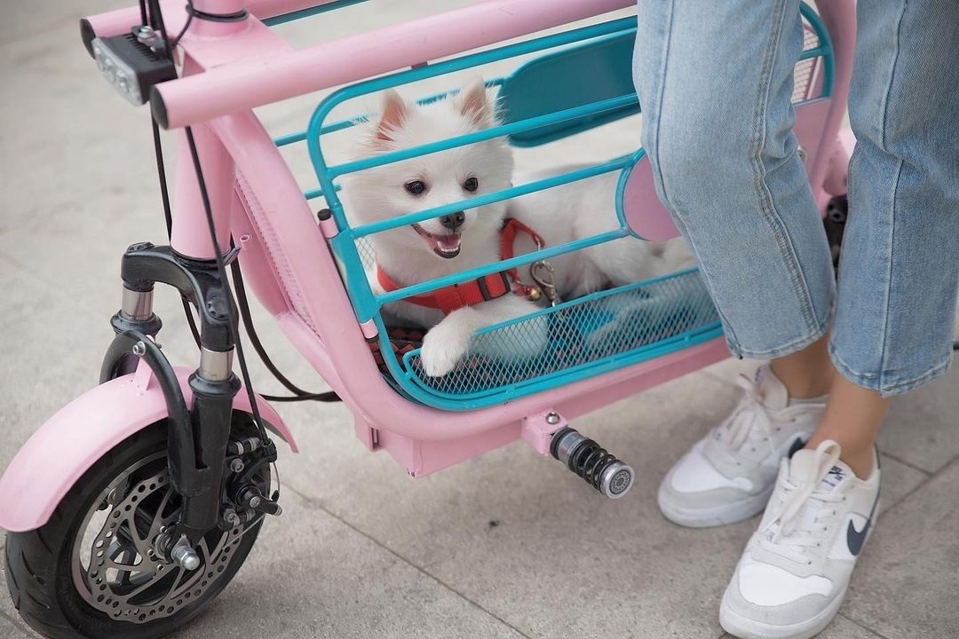 350w-2000w motor electric scooter for pet dog and cat pet bike pet scooter electric citycoco chopper motorcycle dog carrier