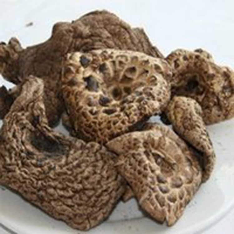 Wholesale Black Tiger Palm Mushroom