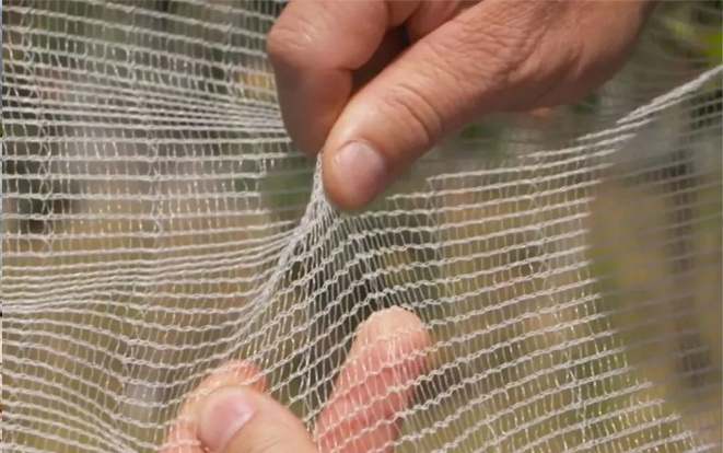 Garden Net Bird Catching Bird Net HDPE  Anti Bird Netting for Protecting Crop