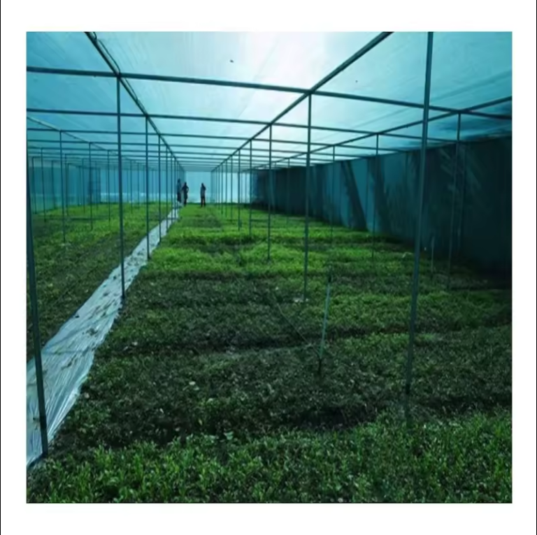 Agriculture Protection Vegetable Greenhouse Covers Sun Shade Net