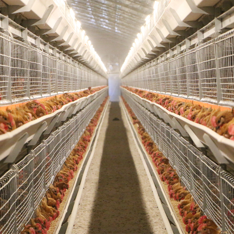 Fully automatic and convenient poultry chicken cages and broiler chicken cage breeding machinery and equipment