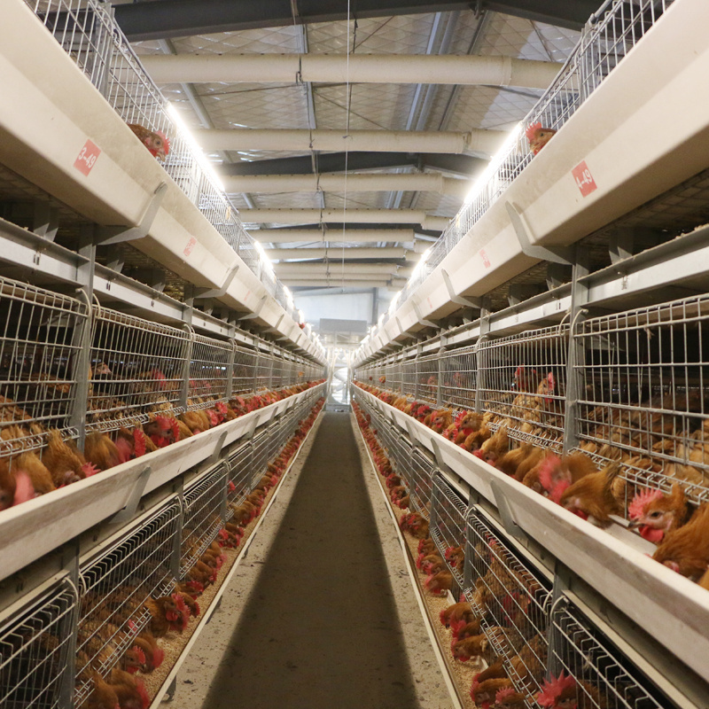 Fully automatic and convenient poultry chicken cages and broiler chicken cage breeding machinery and equipment