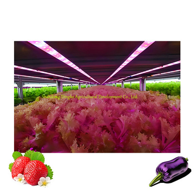 Hot Selling New Procurement Festival Hydroponic Growing Systems Container Greenhouse Shipping Container Farm for Sale