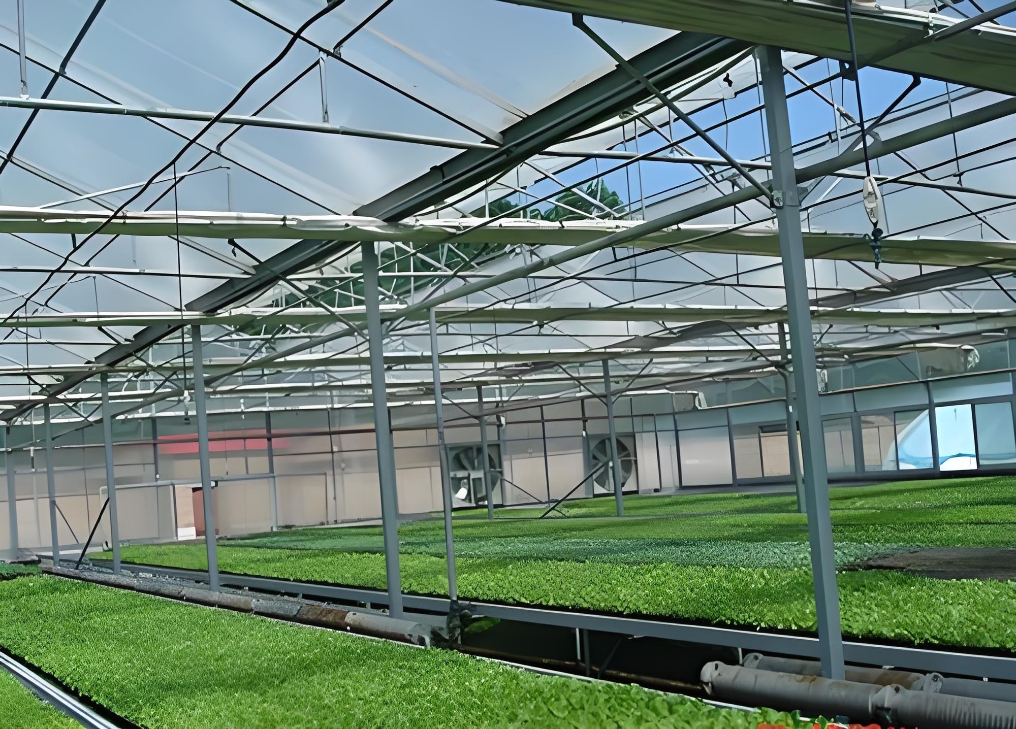 8mm/ 10mm Used Polycarbonate Greenhouse Commercial Multi Span Single Span PC Sheet Greenhouse for Sale