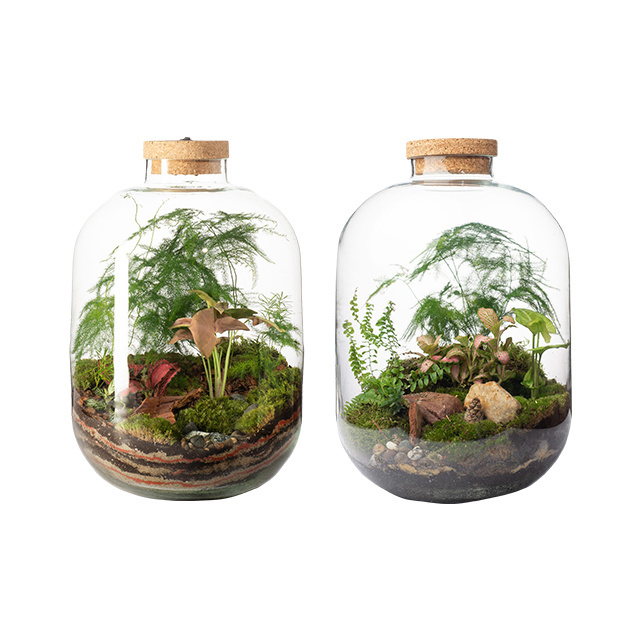 Terrarium Hydroponic Plant Cylinder Vase Moss Terrarium Home Decor Tabletop DIY Forest Planter Glass with Lid for Indoor