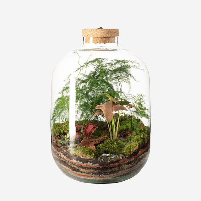 Terrarium Hydroponic Plant Cylinder Vase Moss Terrarium Home Decor Tabletop DIY Forest Planter Glass with Lid for Indoor