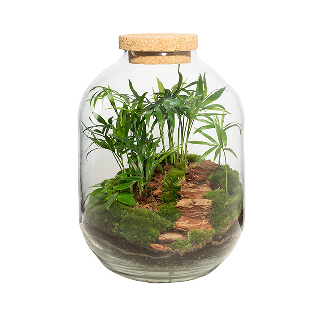 Terrarium Hydroponic Plant Cylinder Vase Moss Terrarium Home Decor Tabletop DIY Forest Planter Glass with Lid for Indoor