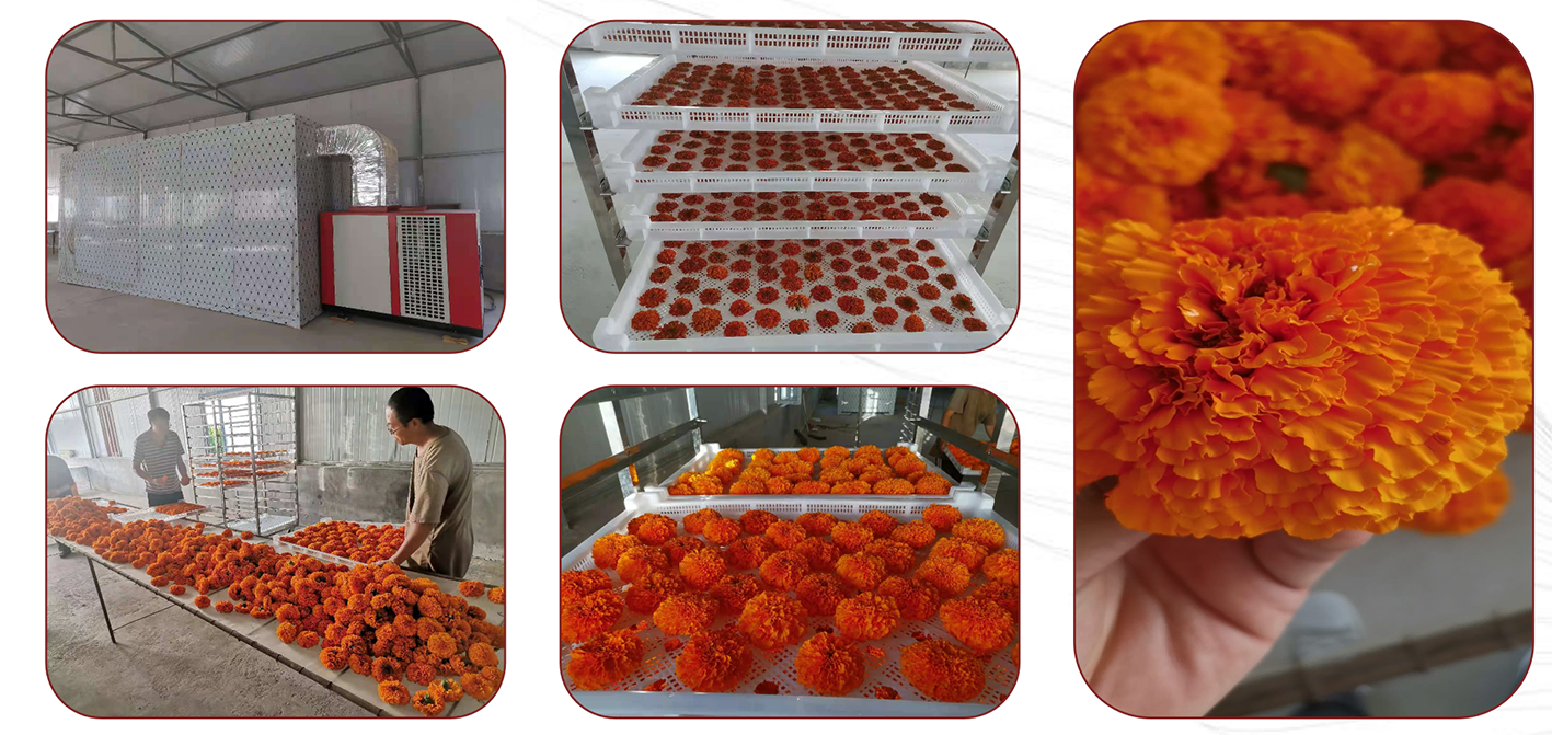 hot air heat pump fruit and vegetable tobacco leaves dryer tobacco leaves dehydrator fruit processing equipment