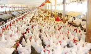 Customized chicken/pig/poultry farm/breeding farm henhouse