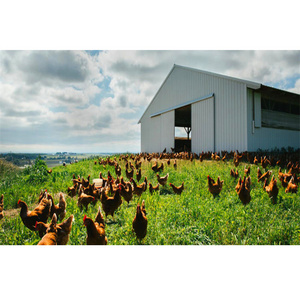 Customized chicken/pig/poultry farm/breeding farm henhouse