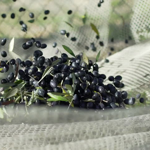 High quality plastic agriculture olive netting from China