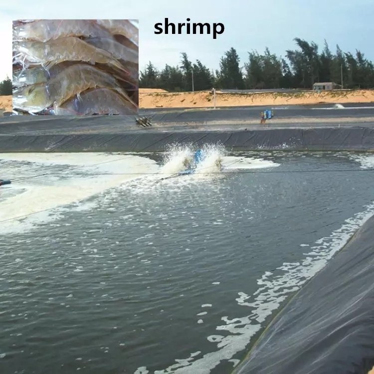 In ground Fish Farming liner Geomembrane Aquaculture Pond Tanks for Fish water tank liners