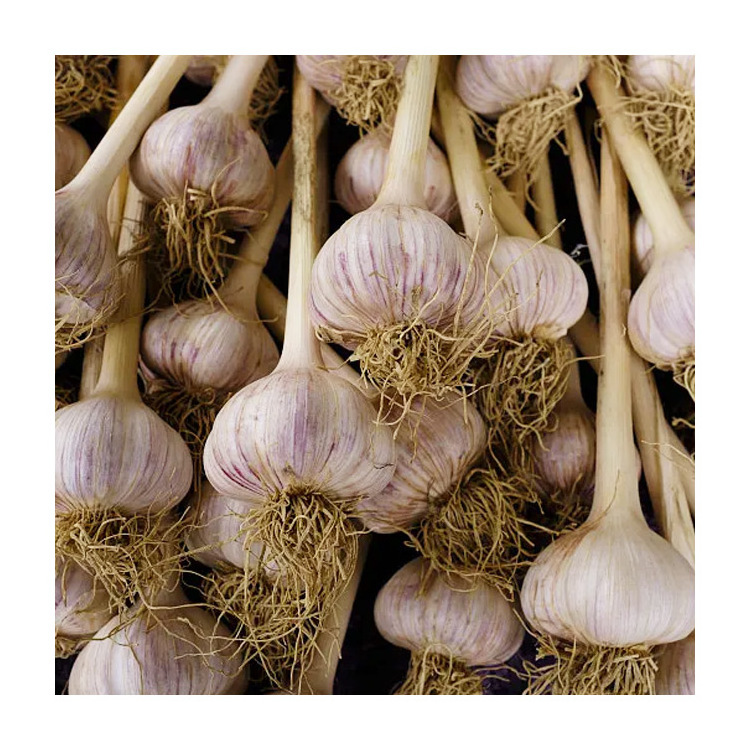 Suppliers Import Chinese Garlic Seeds For Planting China Fresh 3P Garlic For Sale