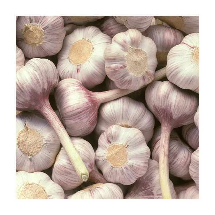 Suppliers Import Chinese Garlic Seeds For Planting China Fresh 3P Garlic For Sale