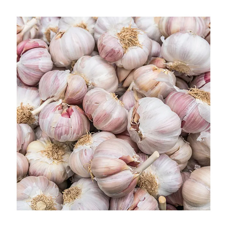 2023 New Hot Sale China Organic 4.5 - 6.5 Cm Wholesale With GLOBAL GAP Non-Peeled Purple Solo Fresh Garlic Export