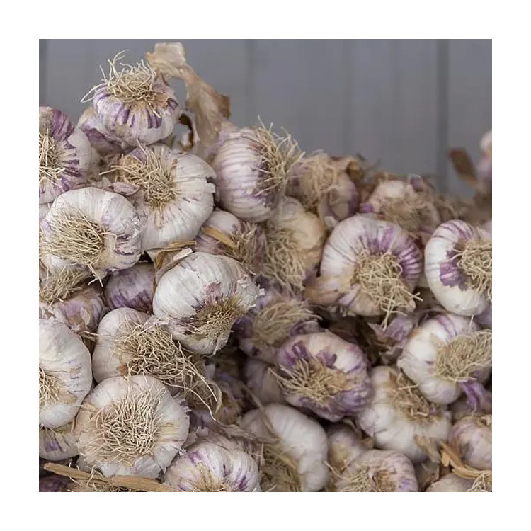 Chinese New Crop Ail Supply As Garlic Normal White And Pure White Alho Ajo From Wholesale Fresh Garlic Manufacturer