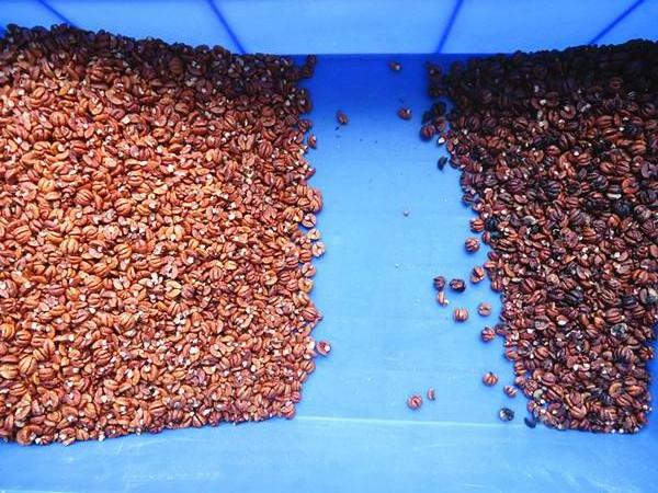 Nut colour sorter walnut cashew CCD colour sorter walnut processing equipment