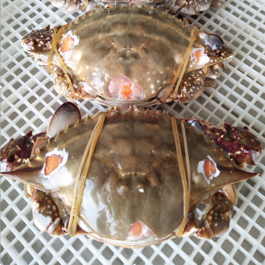 Factory supply Frozen Seafood Swimming Crab with Roe