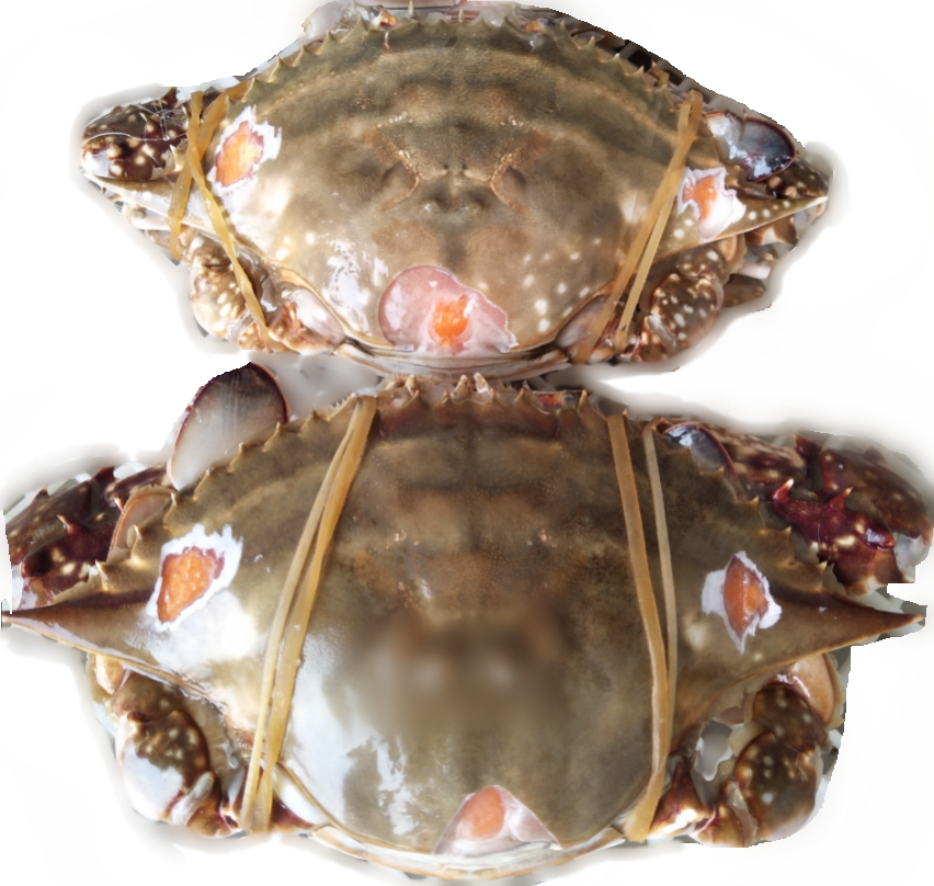 Factory supply Frozen Seafood Swimming Crab with Roe