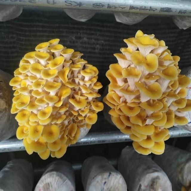 High yield Qihe golden/yellow Oyster mushroom spawn substrates growing kit/bag culture medium