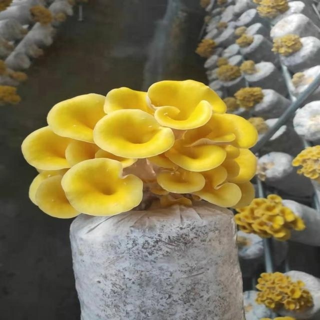 High yield Qihe golden/yellow Oyster mushroom spawn substrates growing kit/bag culture medium