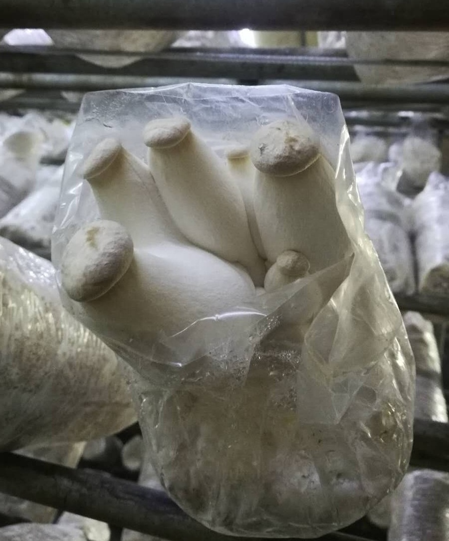 GAP certificated mushroom farm direct seller cultivated health  fresh king oyster mushroom grow bags spawn