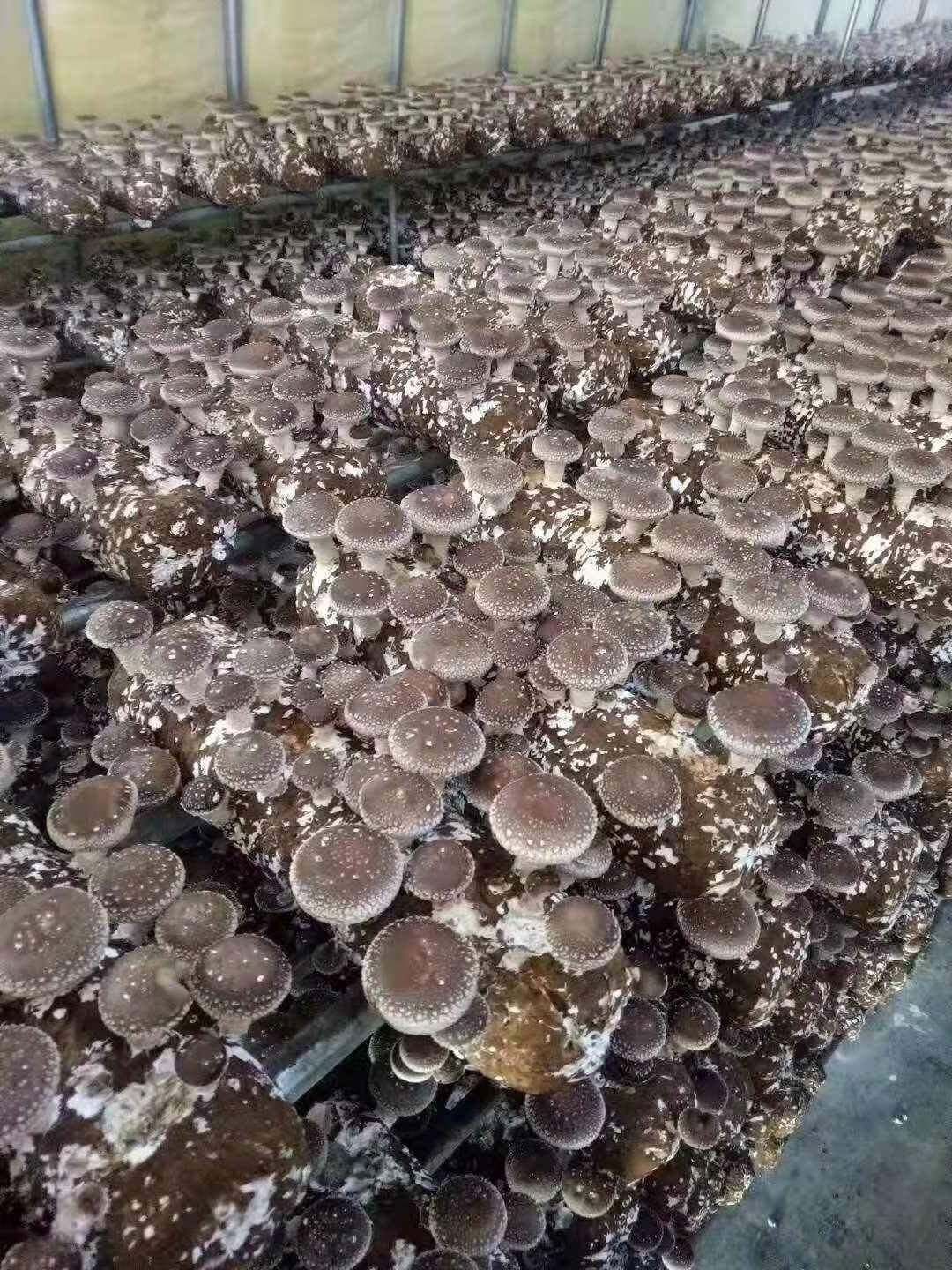 Organic Mushroom Substrate Log