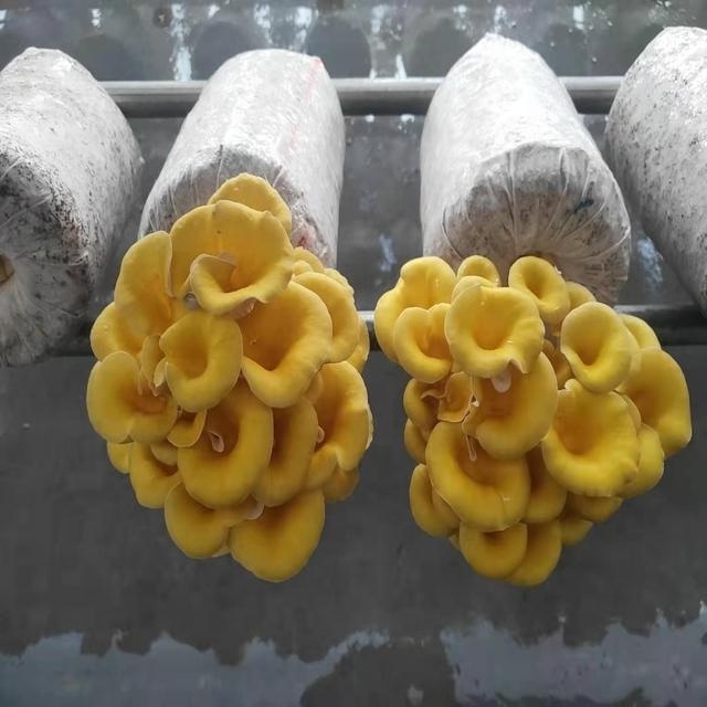 High yield Qihe golden/yellow Oyster mushroom spawn substrates growing kit/bag culture medium