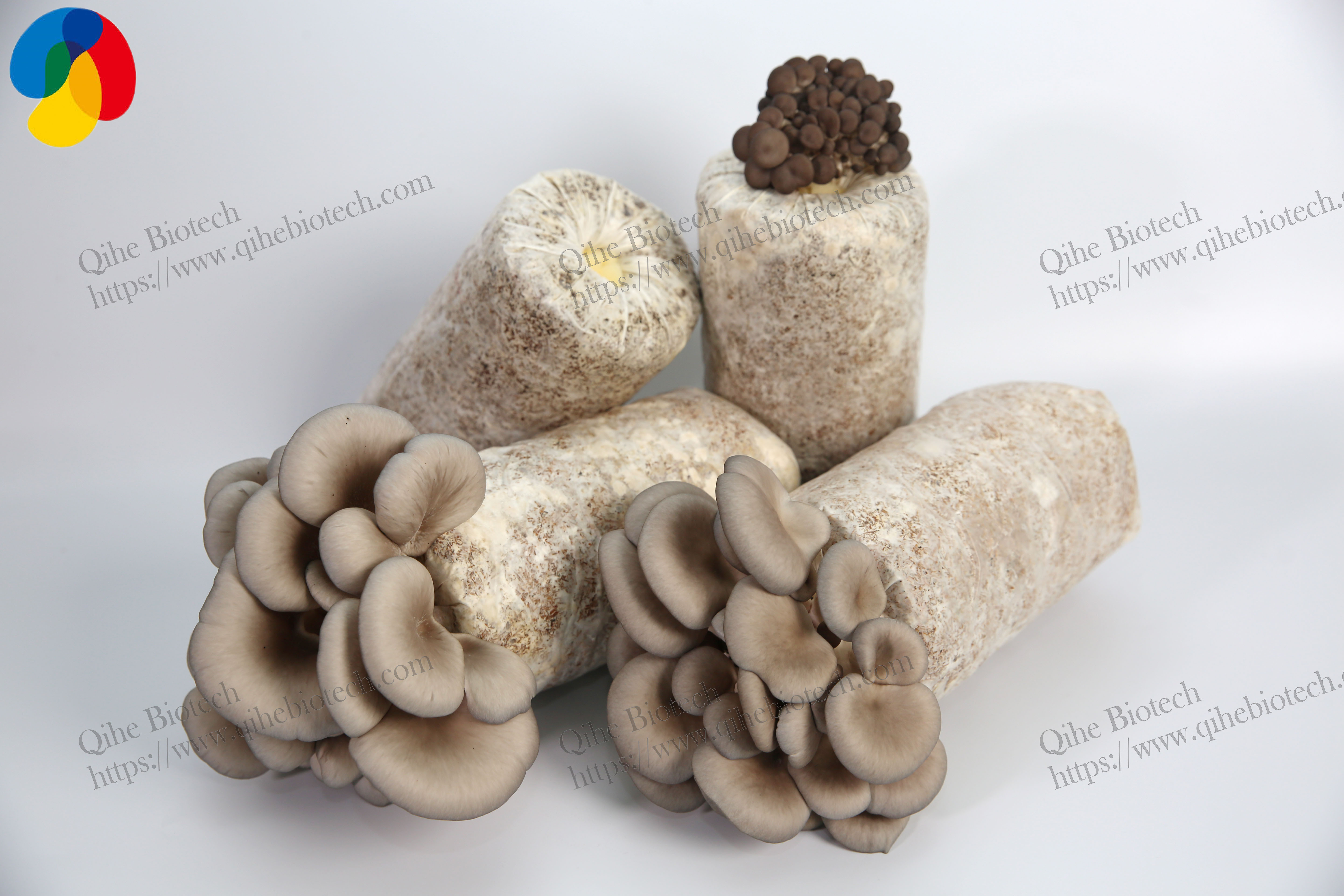 Organic Grey/Pink/Golden Oyster mushroom growing kit