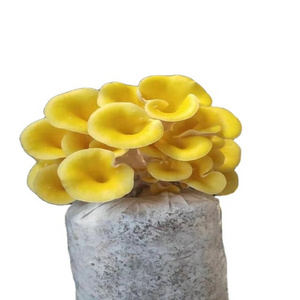 High yield Qihe golden/yellow Oyster mushroom spawn substrates growing kit/bag culture medium