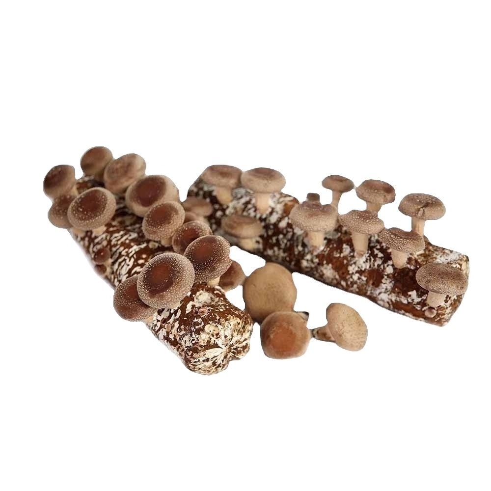 Qihe organic shiitake mushroom spawn read to grow bag mushroom stick