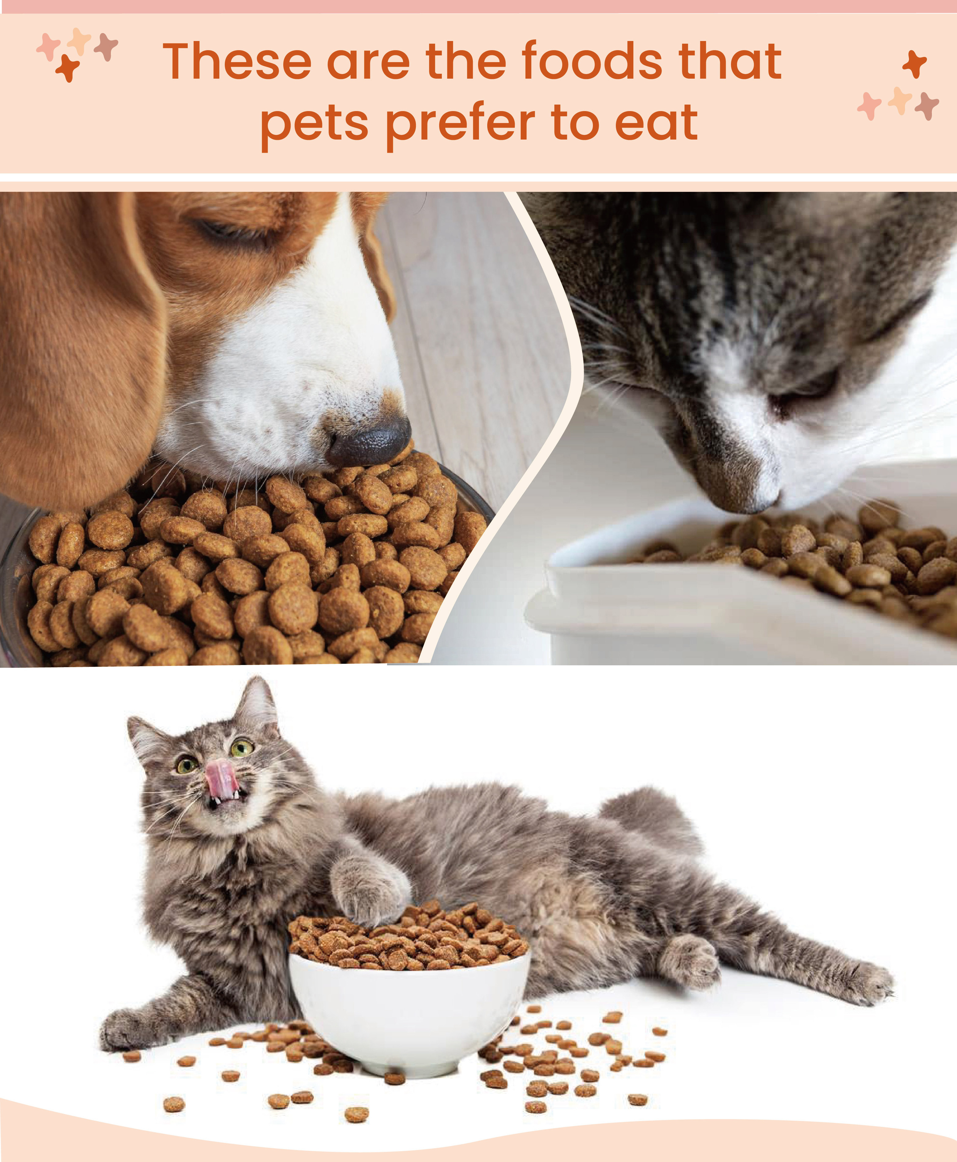 High Quality Grain Free Dry Cat Food Crude Protein Pet Food for All Life Stages