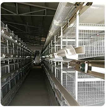 Automatic Industrial Cheap Laying Hens Large Chicken House Broiler Cage With Conveyor Belt