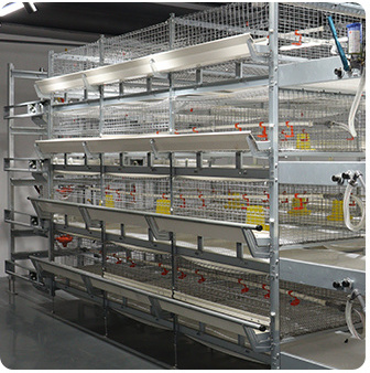 Hot Selling Products Ladder Automatic Battery Chicken Cage With Conveyor Belt