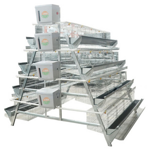 Cage Options for Efficient Poultry Farming A Type Layer and Broiler Chicken Cages for 128 Birds