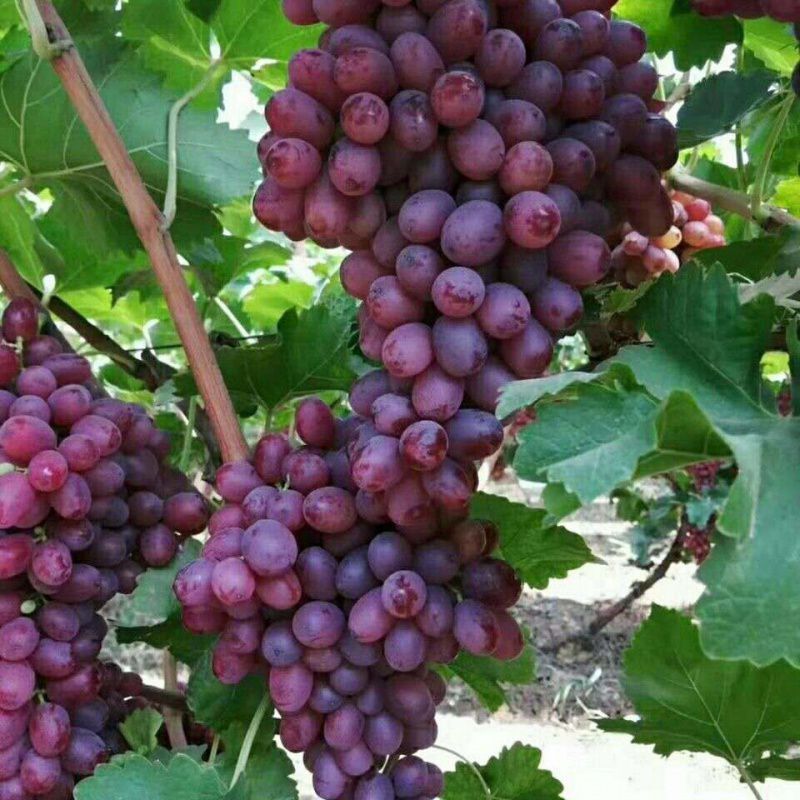 Fresh red globe grapes Chinese red grapes red globe grape