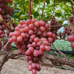 Fresh red globe grapes Chinese red grapes red globe grape