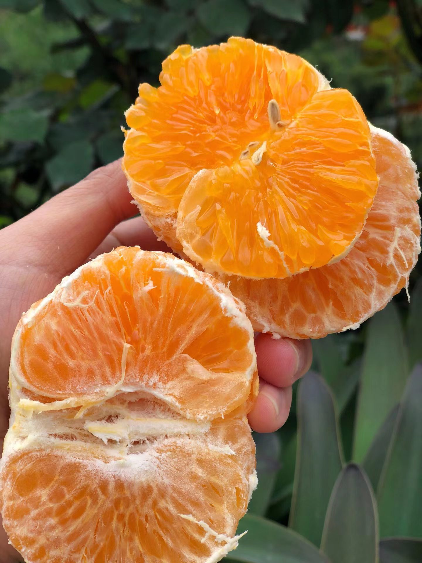 Fresh Citrus Factory Mandarin Price Wogan Mandarin Navel Orange