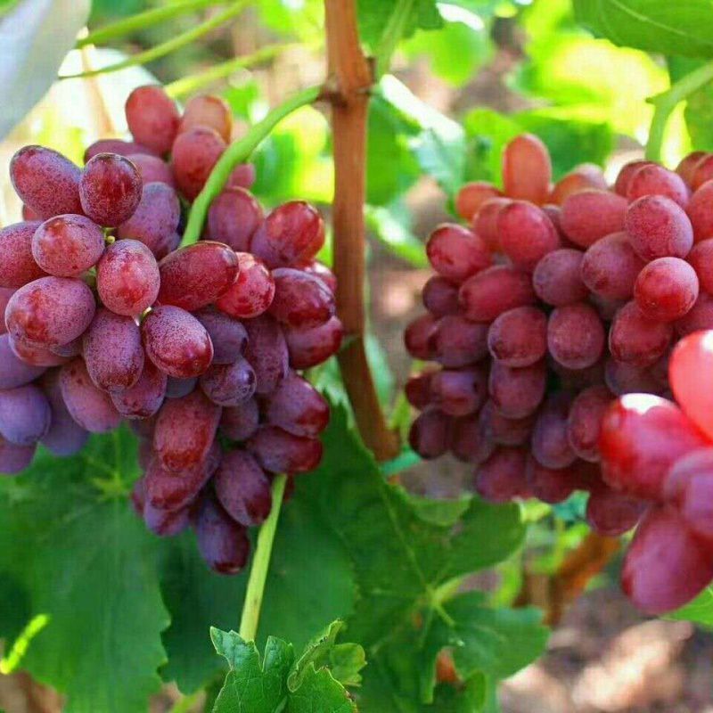 Fresh red globe grapes Chinese red grapes red globe grape