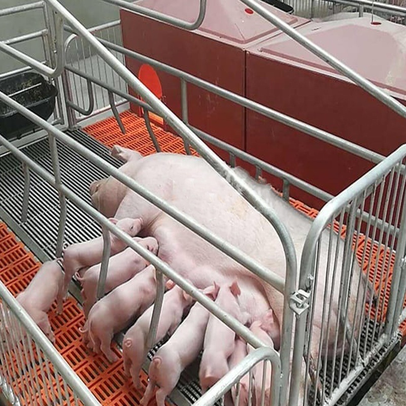 Factory Direct Pig Breeding Equipment Sow Pen Farrowing Pen For Sale Farrowing Crates