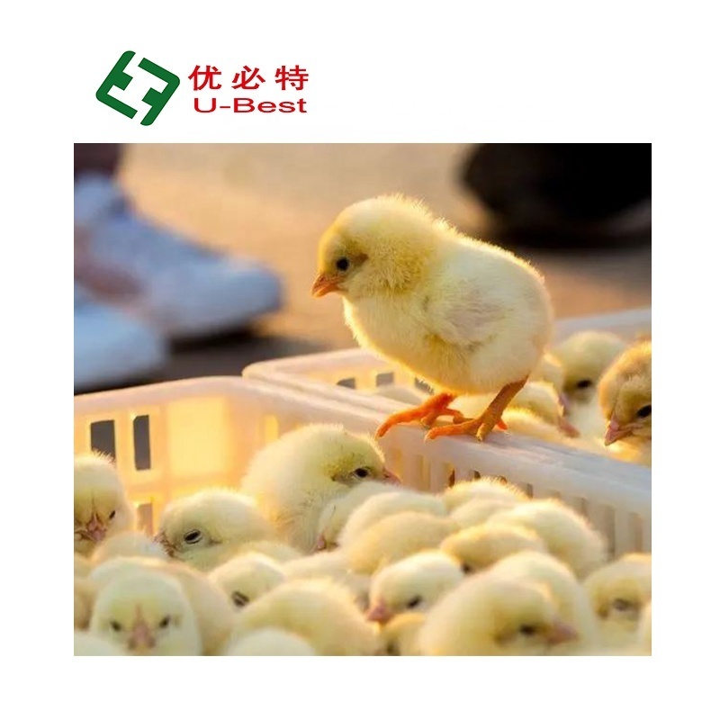 3520 Capacity Hot Sale Automatic Chicken Machine Poultry Farming Equipment Egg Incubator