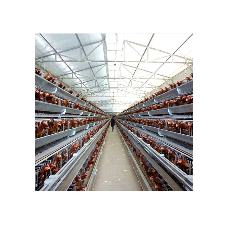 OEM poultry equipment chicken feeder cage system for broilers poultry automatic broiler cage