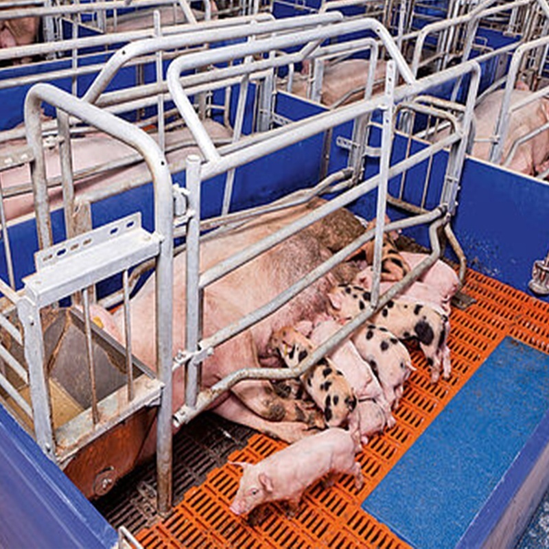 Factory Direct Pig Breeding Equipment Sow Pen Farrowing Pen For Sale Farrowing Crates