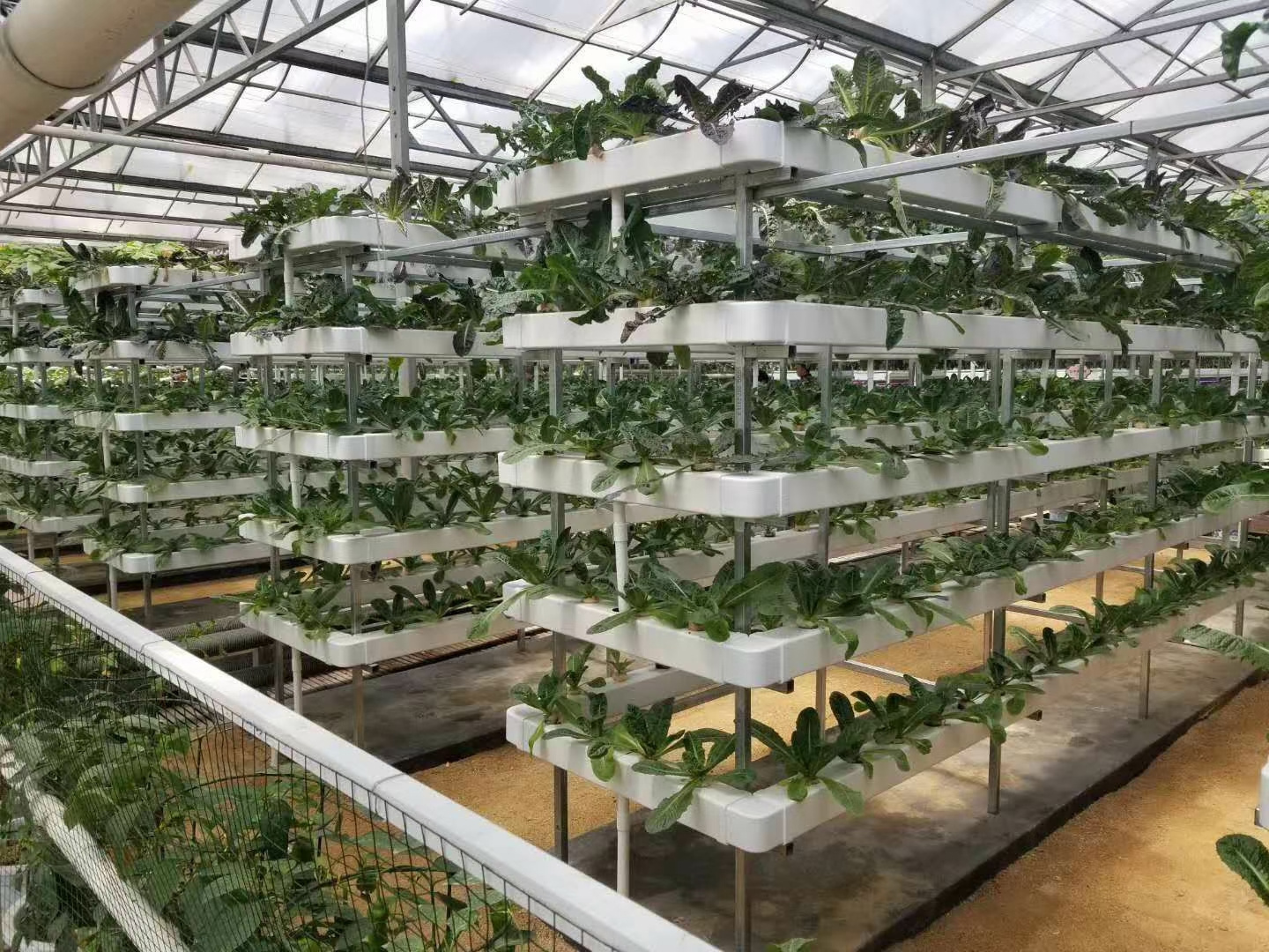 Commercial Vegetable Hydroponic Growing Systems